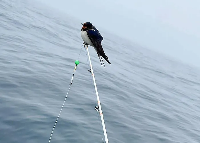 펜션 6 Person In Skudeneshavn-by Traum *